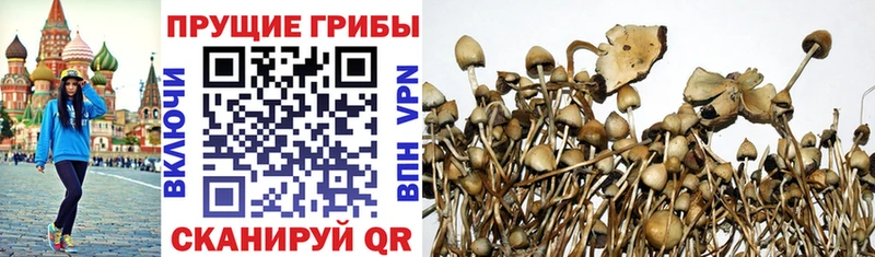 где продают   Печора  Псилоцибиновые грибы мухоморы 